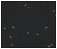 Speckled Style Finished Eclipse Black Flooring